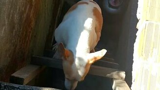 Собака взбирается по лестнице - смотреть видео (1:01)