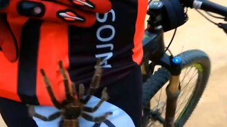 Когда на тебе тарантул - смотреть видео (1:30)