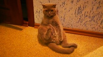 Кот в смешной позе - смотреть видео (0:35)