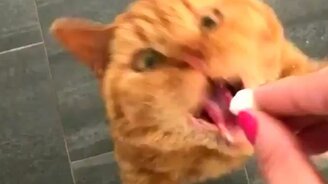 Жадный рыжий кот - смотреть видео (0:19)