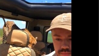 Когда в машину запрыгнул гепард - смотреть видео (1:23)