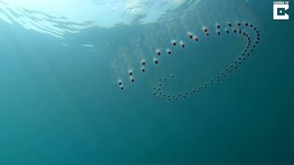 Полупрозрачный морской червь - смотреть видео (0:24)