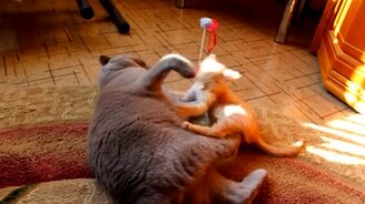 Приставучий котёнок - смотреть видео (1:06)