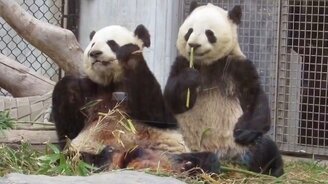 Панды трапезничают - смотреть видео (2:15)