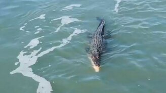 Акула против крокодила - смотреть видео (0:50)