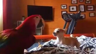 Игры собачонки и попугая - смотреть видео (3:28)