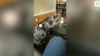 Волнительная для пса песня - смотреть видео (0:27)