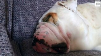 Смешной храп бульдога - смотреть видео (1:41)