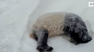 Панда кувыркается на снегу - смотреть видео (0:24)