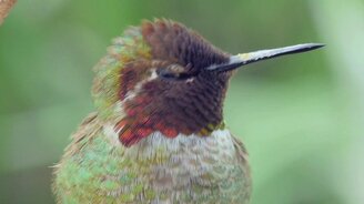 Радужные перья колибри - смотреть видео (0:35)