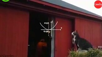 Неудачный прыжок кота - смотреть видео (0:14)