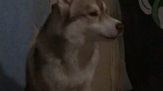 Хаски-певун завывает под мелодию - смотреть видео (0:58)