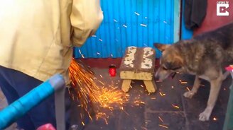 Пёс ловит искры пастью - смотреть видео (2:05)