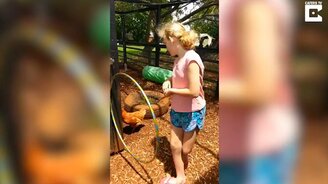 Девочка дрессирует курицу - смотреть видео (1:59)