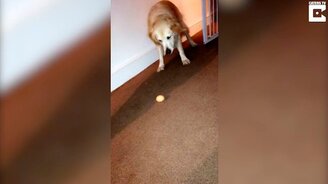 Пёс против яйца - смотреть видео (0:54)