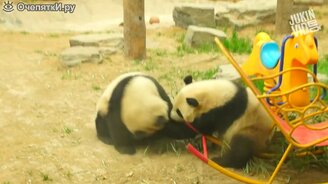Любителям панд - смотреть видео (3:12)