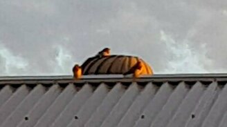 Птичья карусель - смотреть видео (0:26)