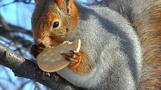 Белка ест печенье - смотреть видео (1:27)