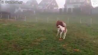 Жеребёнок испугался моркови - смотреть видео (0:09)