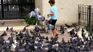 Требовательные голуби и мальчик - смотреть видео (1:52)