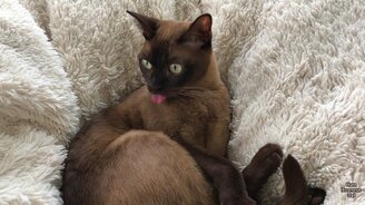 Реакция кошки на сирену о торнадо - смотреть видео (2:53)