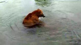 Как медведь рыбачит - смотреть видео (0:47)