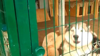 Что нужно хаски? - смотреть видео (0:24)