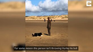 Собака против статуи - смотреть видео (0:34)