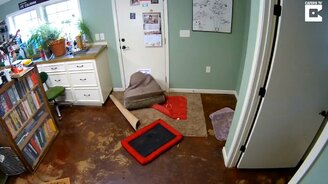 Собака переезжает на улицу - смотреть видео (1:21)