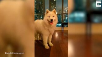 Дуэт самоеда и игрушки-пищалки - смотреть видео (1:15)