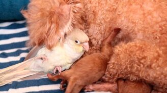 Собака выкармливает попугая - смотреть видео (0:44)