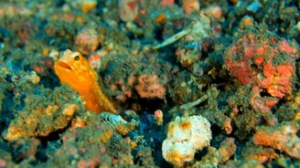 Как рыба роет себе нору - смотреть видео (1:08)