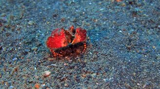 Краб раскрывает объятия - смотреть видео (0:35)
