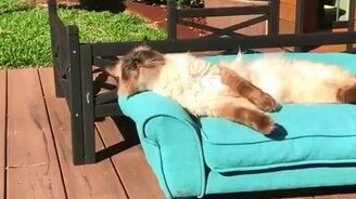 Котяра нежится на диване - смотреть видео (0:10)