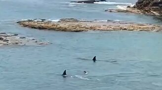 Когда касатка совсем близко - смотреть видео (0:46)