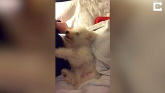 Псинка играет с феном - смотреть видео (0:26)