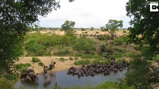 Когда водопой - на всех один - смотреть видео (1:29)