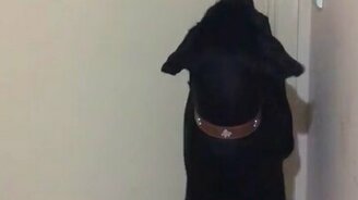 Собака открывает запертую дверь - смотреть видео (0:08)