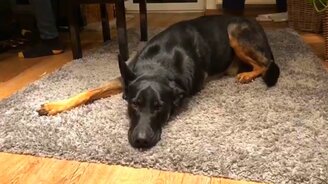 Пёс исполняет блюз - смотреть видео (0:51)