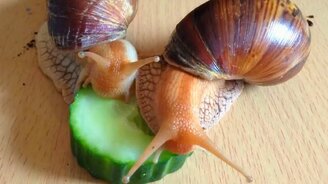 Улитки едят огурец и купаются - смотреть видео (1:07)