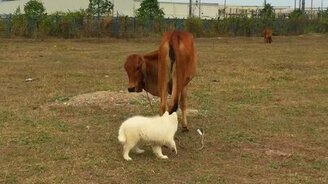 Телёнок играет со щенком - смотреть видео (1:05)
