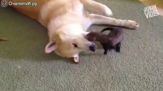 Хорьки веселятся - смотреть видео (3:23)