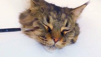 Рисуем объёмную кошачью морду - смотреть видео (0:21)