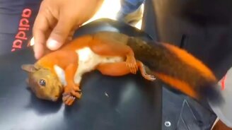 Спасение белки после удара током - смотреть видео (4:09)