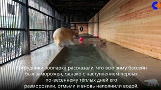 Медвежья радость от купания - смотреть видео (1:05)