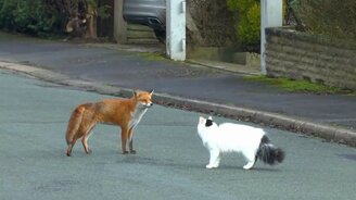 Кошка против лисы - смотреть видео (1:22)