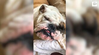 Пёс, который не любит гулять - смотреть видео (1:45)