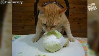 Животные против экзотической еды - смотреть видео (3:05)