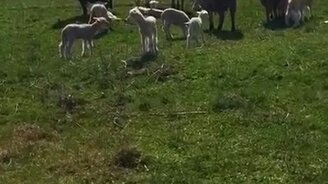 Пацаны, Аликбек не проезжал? - смотреть видео (0:17)