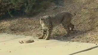 Рысь против гремучей змеи - смотреть видео (0:42)